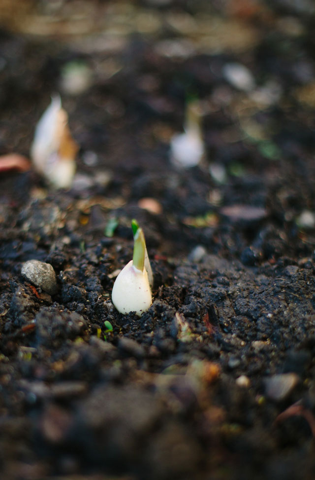 how to grow garlic