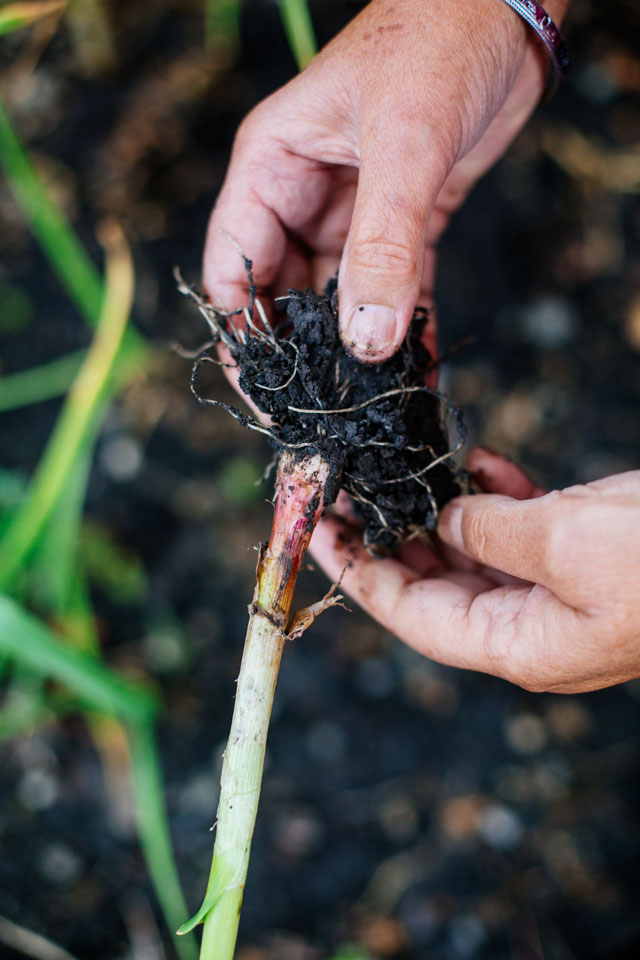 how to grow garlic