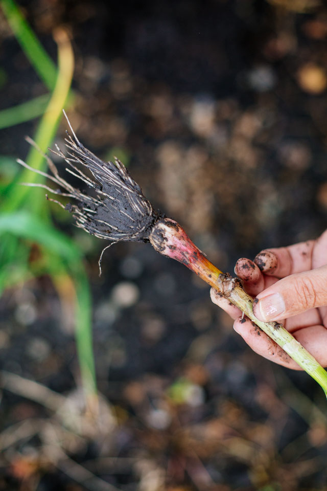 how to grow garlic